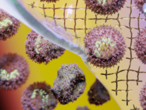 使用基于 PEG 的水凝胶提高疫苗热稳定性