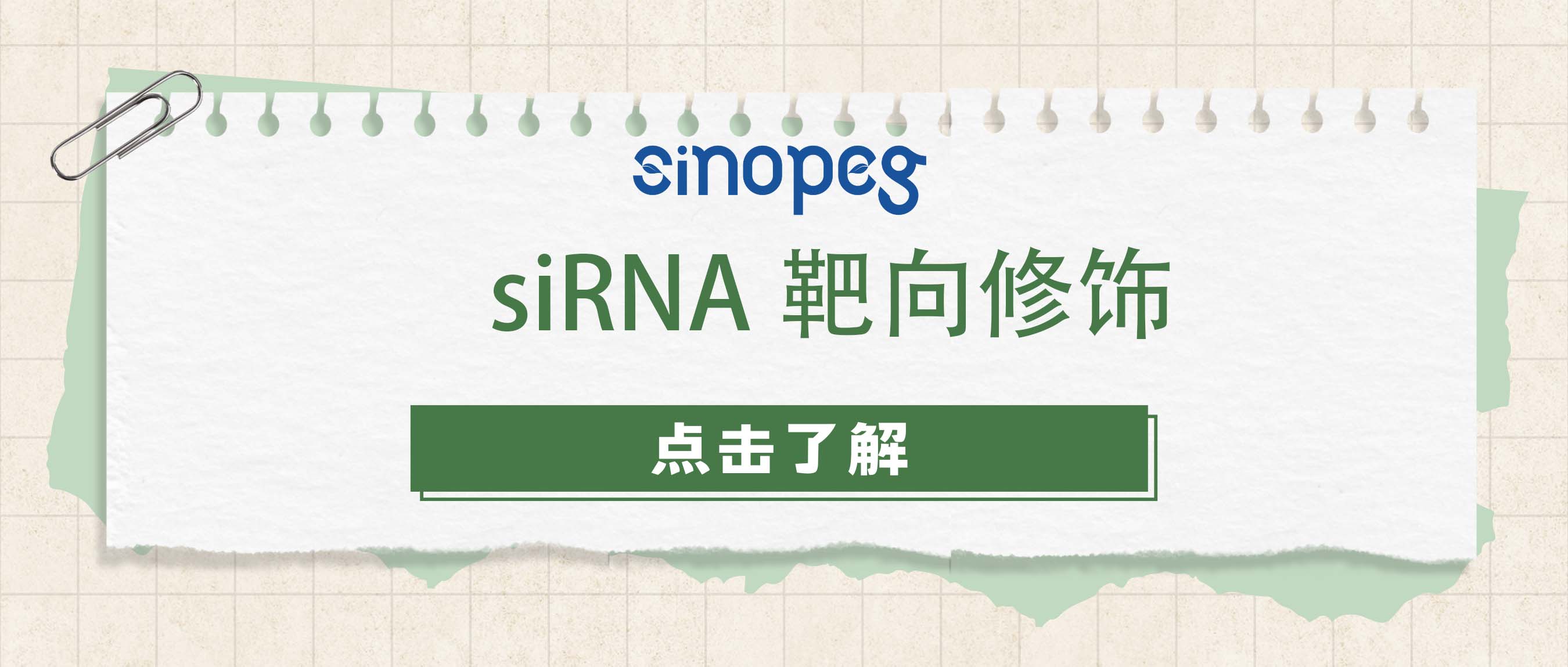 siRNA靶向修饰